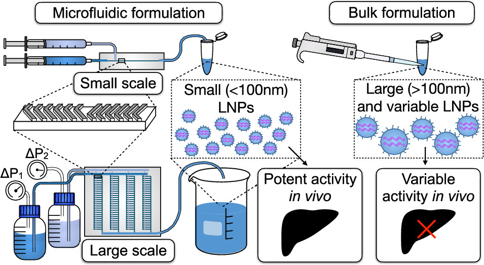 Fabrication of a scalable PDMS-based microfluidic platform for precise and large-scale RNA lipid nanoparticle (LNP) formulations. 